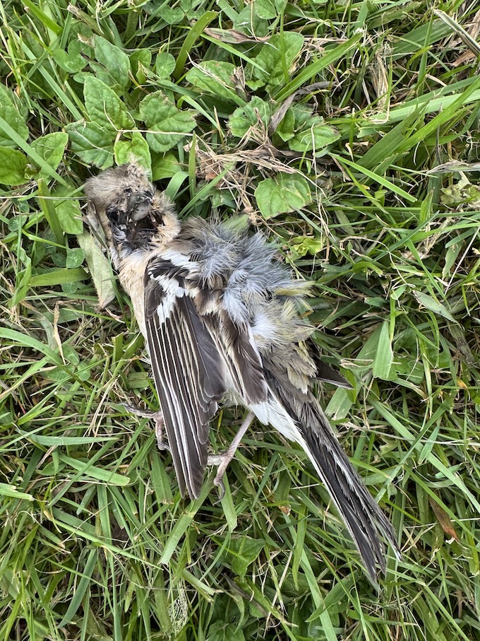 Fallen angel in the vineyard on Waiheke.